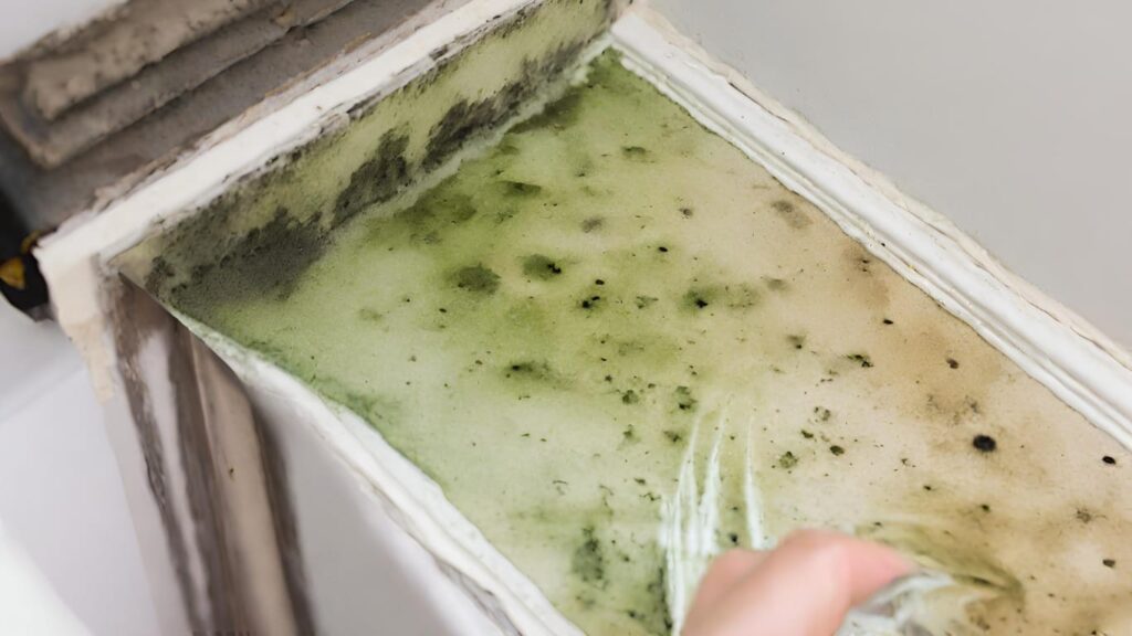 Moldy building materials