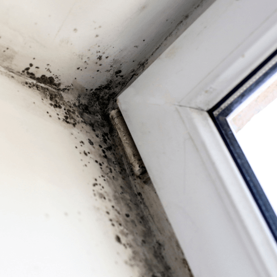 Black mold growth on wall corner of a room with a window
