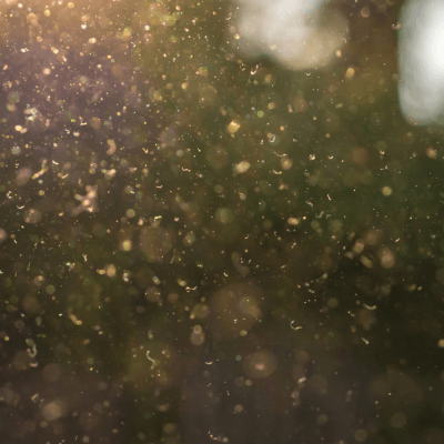 Dust, pollen and small particles fly through the air in the sunshine