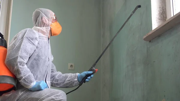 mold remediation process