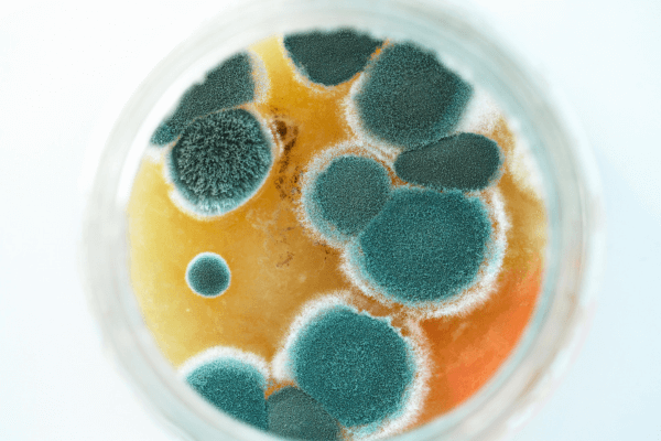 Mold on Petri Dish with mold testing costs