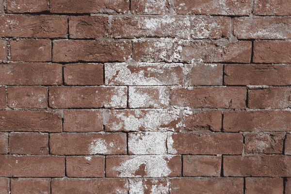 white mold vs efflorescence