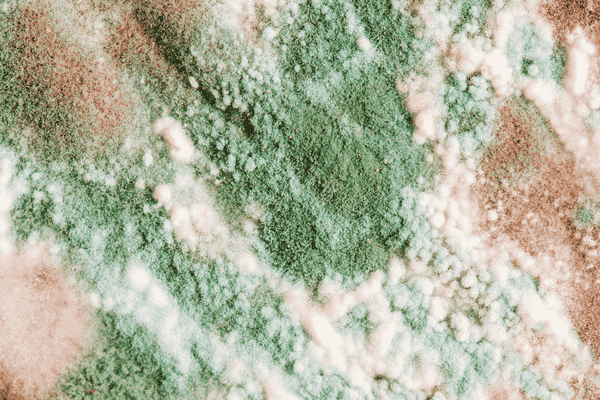 how mold spreads