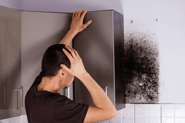 kitchen mold