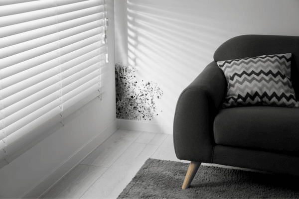 What Causes Mold Common Triggers and How to Prevent Them