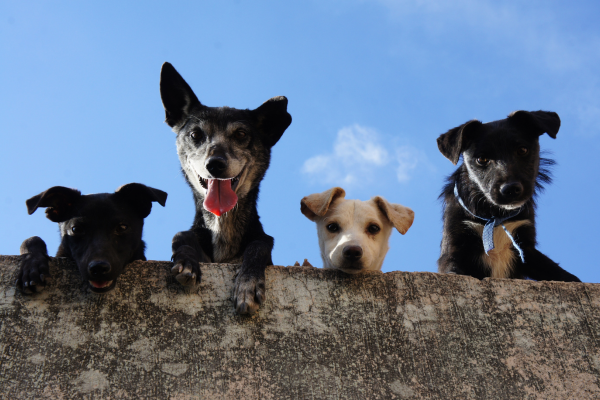 Mold Dangers for Pets