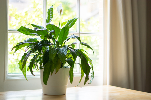 Peace lily plant in a bright home to help with mold and air quality