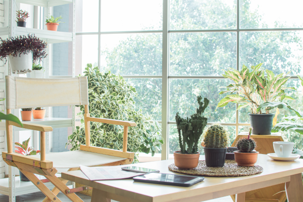 Plants That Help With Airflow
