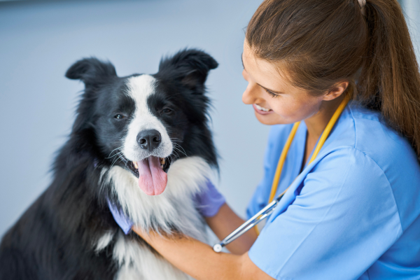 Mold impacting pet health