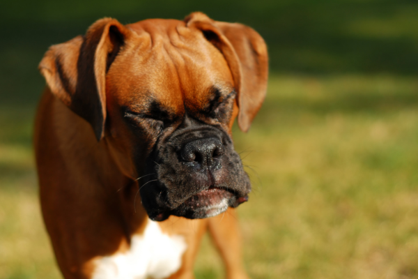 mold affect on pets, sneezing dog