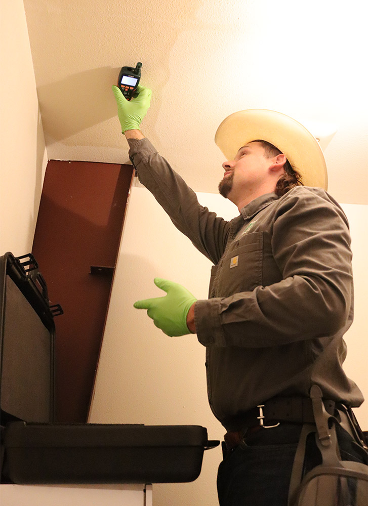 testing for mold in house