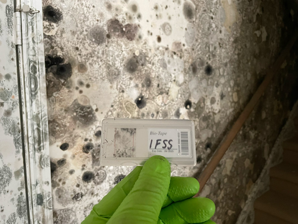 mold sample from moldy house