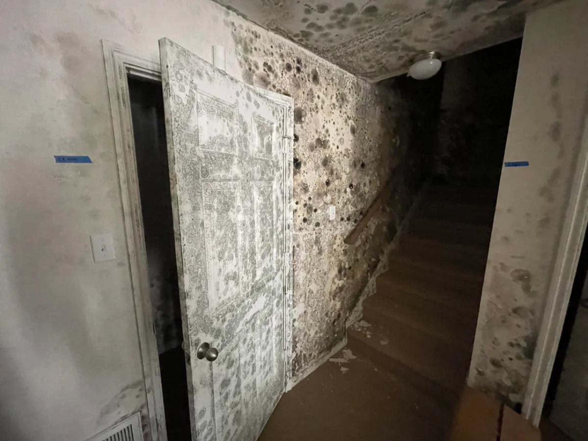 Black mold spreading across the walls, ceiling, and door of a hallway next to a staircase