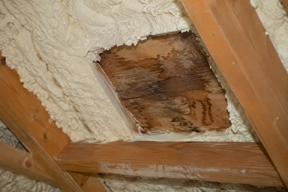 Brown stained roof decking is exposed within white spray foam between wooden rafters.